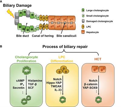 Role of Immune Cells in Biliary Repair